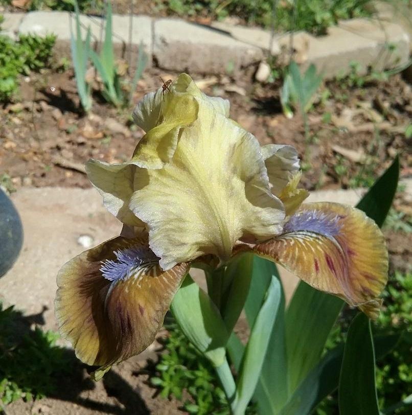 Photo of Standard Dwarf Bearded Iris (Iris 'Indian Pow Wow') uploaded by grannysgarden
