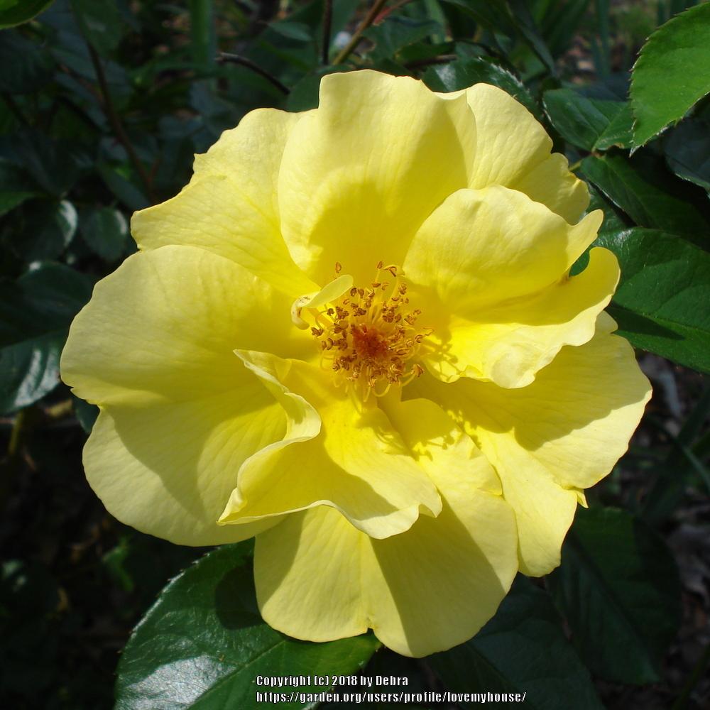 Photo of Rose (Rosa 'Lemon Fizz') uploaded by lovemyhouse