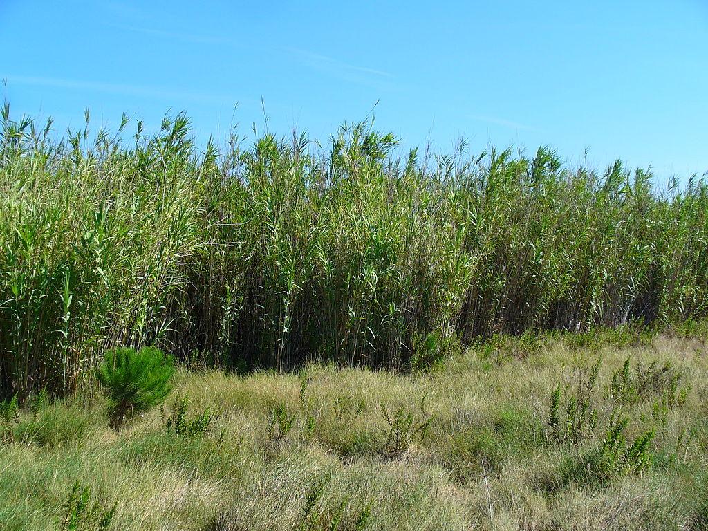 Photo of Reed Grass (Arundo donax) uploaded by robertduval14