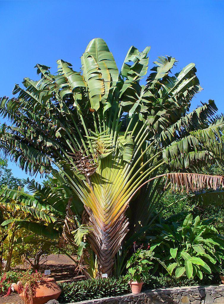 Photo of Travelers Palm (Ravenala madagascariensis) uploaded by robertduval14