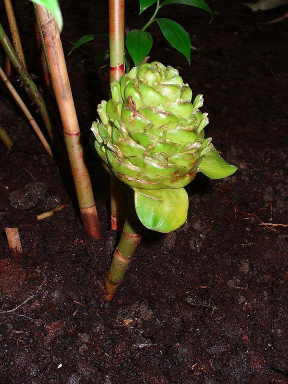 Photo of Crepe Ginger (Hellenia speciosa) uploaded by robertduval14