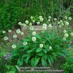 Location: Massachusetts garden
Date: June 2, 2011
2 clones of Allium victorialis in bloom, a fine shade plant