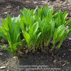 Location: Massachusetts garden
Date: April 17, 2011
pleated emerging leaves and above-ground bulbs/rhizomes