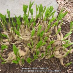 Location: Massachusetts garden
Date: April 1, 2017
Emerging shoots, an unusual look with the reticulated bulbs sitti