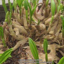 Location: Massachusetts garden
Date: April 1, 2017
Bulbs sit ob top of the soil, heavily reticulated bulb coats like