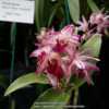 Part of the West Gippsland Orchid Club display.