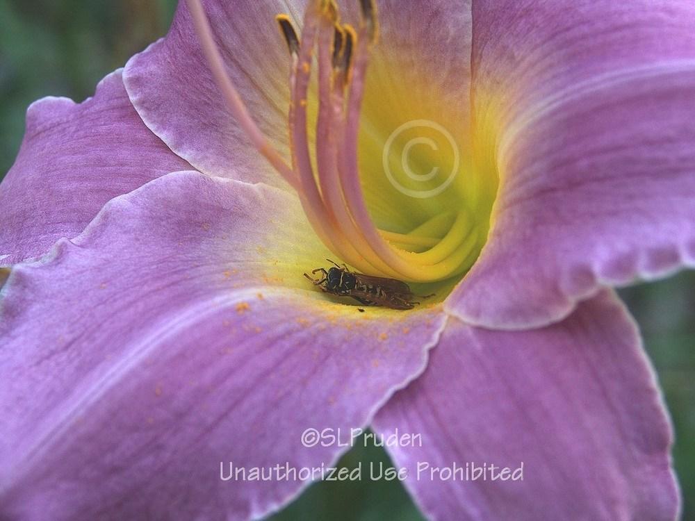 Photo of Daylily (Hemerocallis 'Majestic Hue') uploaded by DaylilySLP