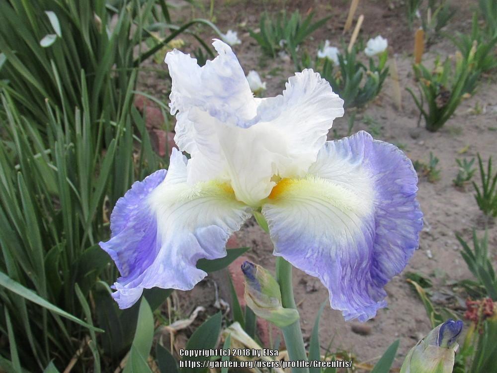 Photo of Tall Bearded Iris (Iris 'Clarence') uploaded by GreenIris