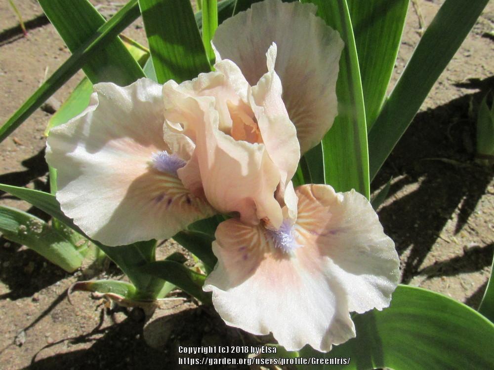 Photo of Standard Dwarf Bearded Iris (Iris 'Amorous Duet') uploaded by GreenIris