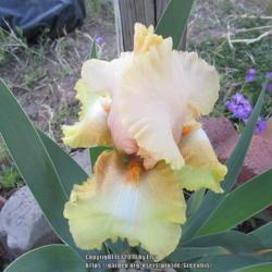Location: Las Cruces, NM
Date: 2018-04-01
TB Iris Pink on Yellow