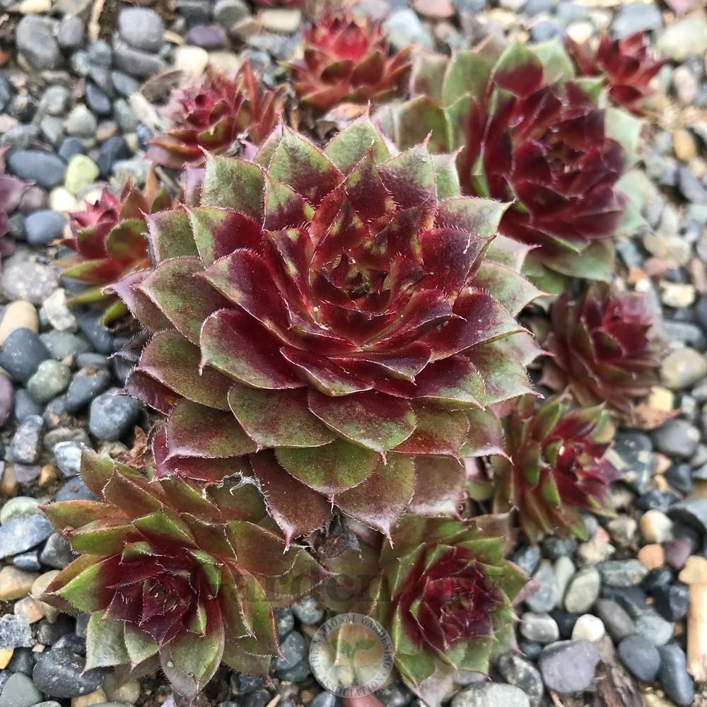 Photo of Hen and Chicks (Sempervivum tectorum 'Rouge') uploaded by Patty