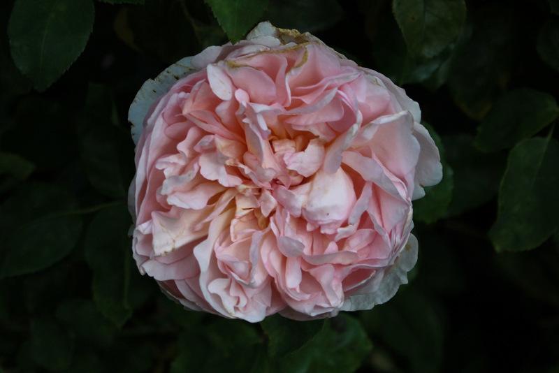 Photo of Rose (Rosa 'The Lady Gardener') uploaded by RuuddeBlock