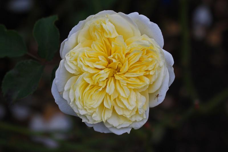 Photo of Rose (Rosa 'The Pilgrim') uploaded by RuuddeBlock