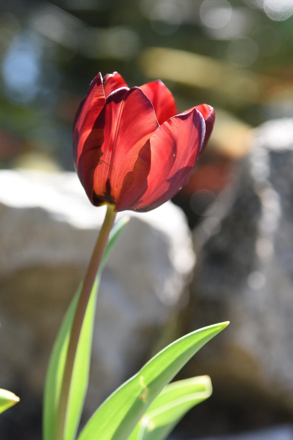 Photo of Rembrandt Tulip (Tulipa 'Absalon') uploaded by cliftoncat