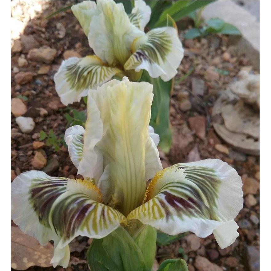 Photo of Standard Dwarf Bearded Iris (Iris 'Teal Lines') uploaded by grannysgarden