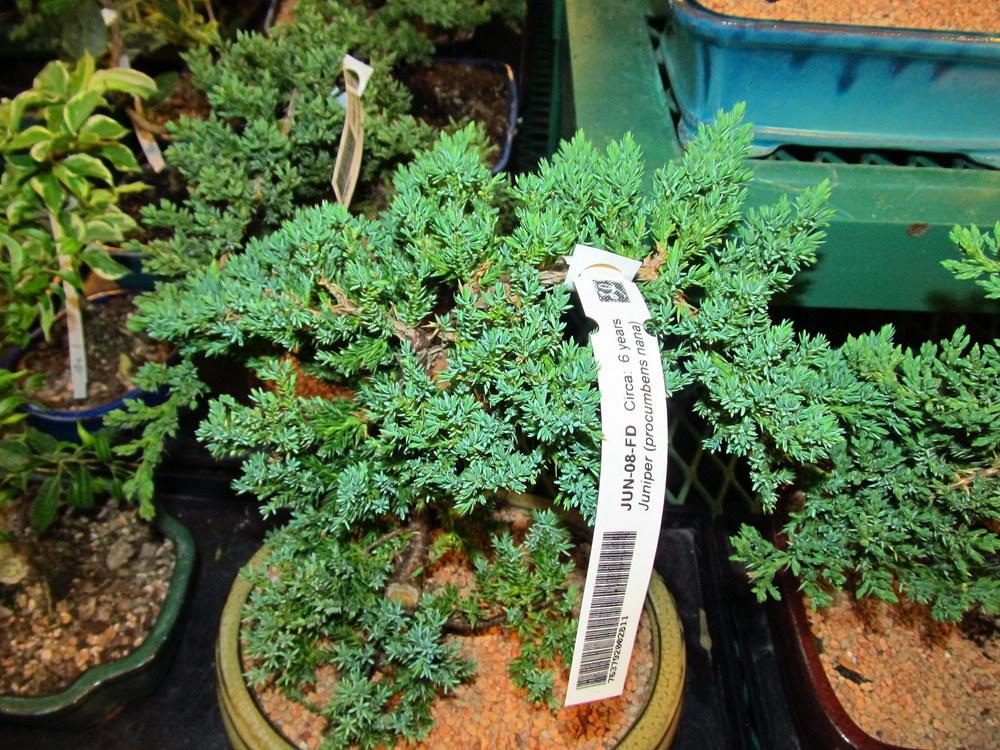Photo of Dwarf Japanese Garden Juniper (Juniperus procumbens) uploaded by jmorth