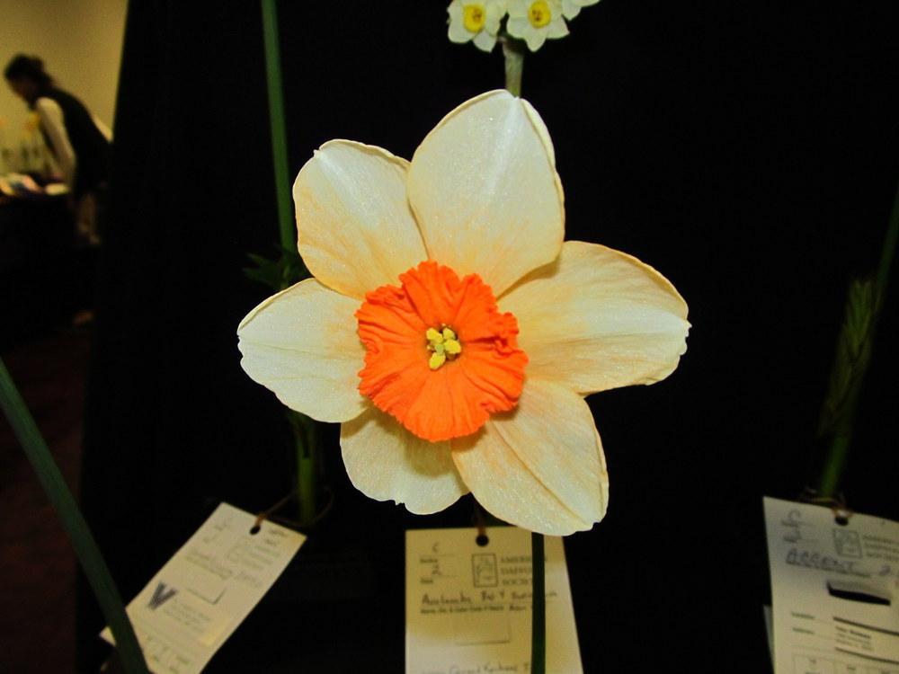 Photo of Small Cupped Daffodil (Narcissus 'Apricot Distinction') uploaded by jmorth