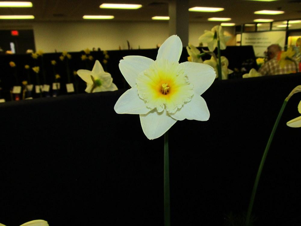 Photo of Large-Cupped Daffodil (Narcissus 'Slim Whitman') uploaded by jmorth