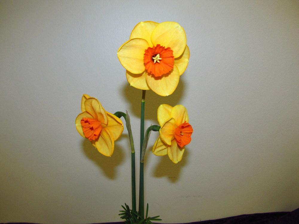 Photo of Large Cupped Daffodil (Narcissus 'Rio Rondo') uploaded by jmorth