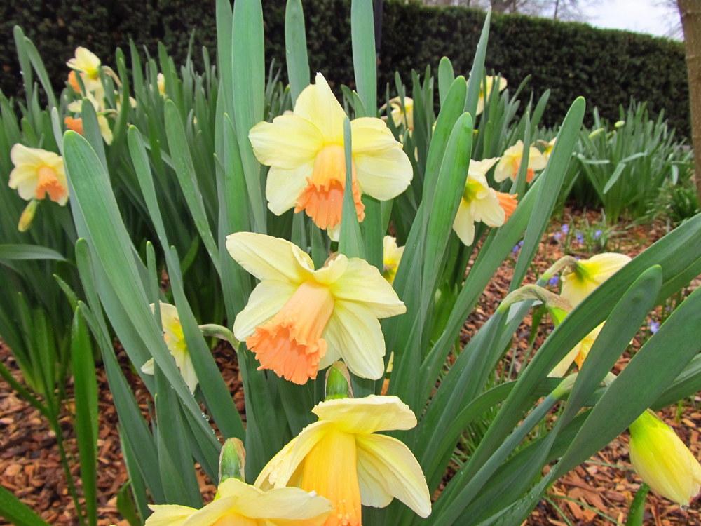 Photo of Trumpet Daffodil (Narcissus 'Sagitta') uploaded by jmorth