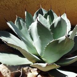 Location: Tucson, Arizona
Date: 2018-03-30
Six year old Agave parryi Truncata under short duration, high int