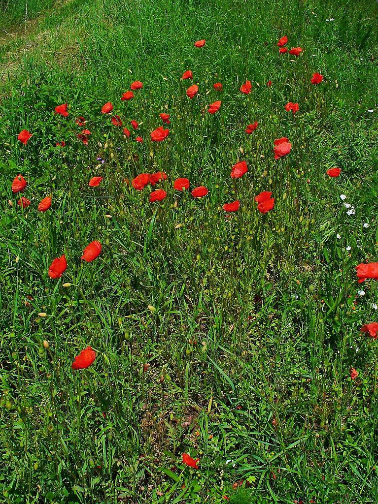 Photo of Field Poppy (Papaver rhoeas) uploaded by robertduval14