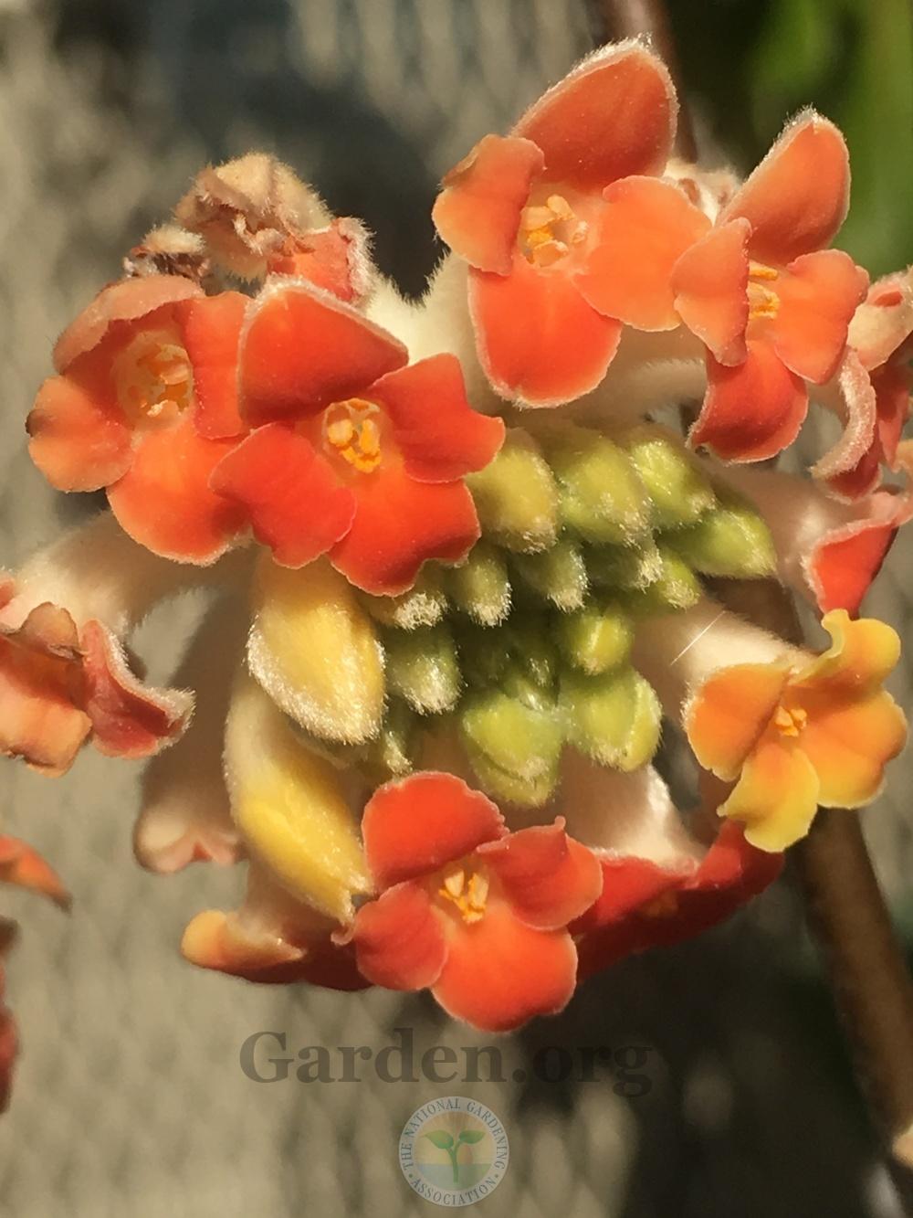 Photo of Paper Bush (Edgeworthia chrysantha 'Akebono') uploaded by springcolor