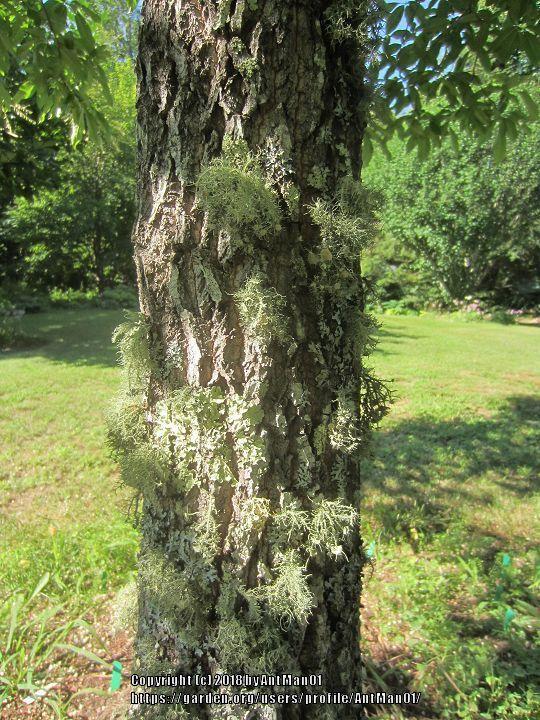 Photo of Sourwood (Oxydendrum arboreum) uploaded by AntMan01