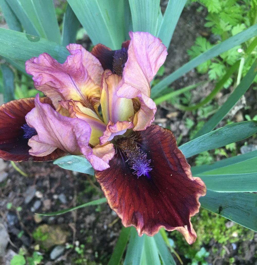 Photo of Standard Dwarf Bearded Iris (Iris 'Sparks Fly') uploaded by Calif_Sue