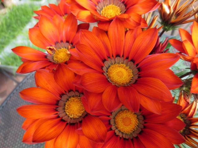 Photo of Gazania rigens New Day® Red Shades uploaded by Caruso