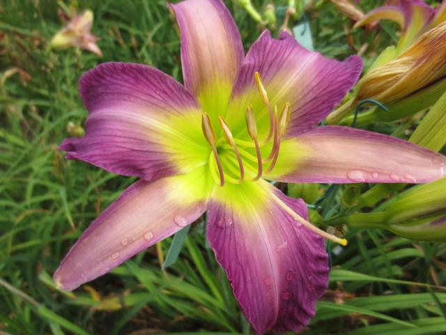Photo of Daylily (Hemerocallis 'Only in Dreams') uploaded by Caruso