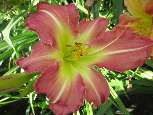 Photo of Daylily (Hemerocallis 'Pink Super Spider') uploaded by Caruso