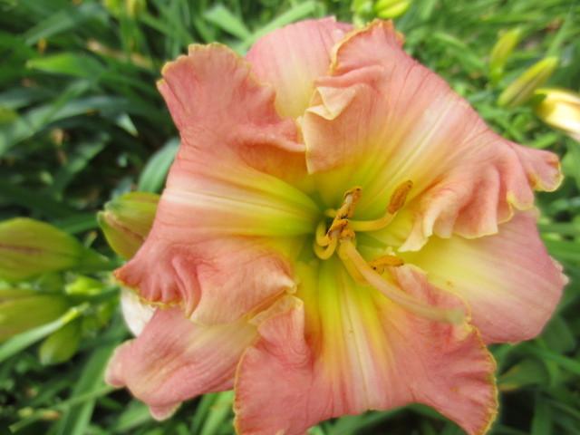 Photo of Daylily (Hemerocallis 'Northern Nocturne') uploaded by Caruso