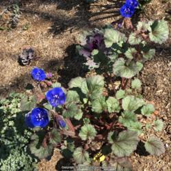 Location: Hamilton Square Garden, Historic City Cemetery, Sacramento CA.
Date: 2018-04-02
Very nice looking plant with attractive foliage stems and then th