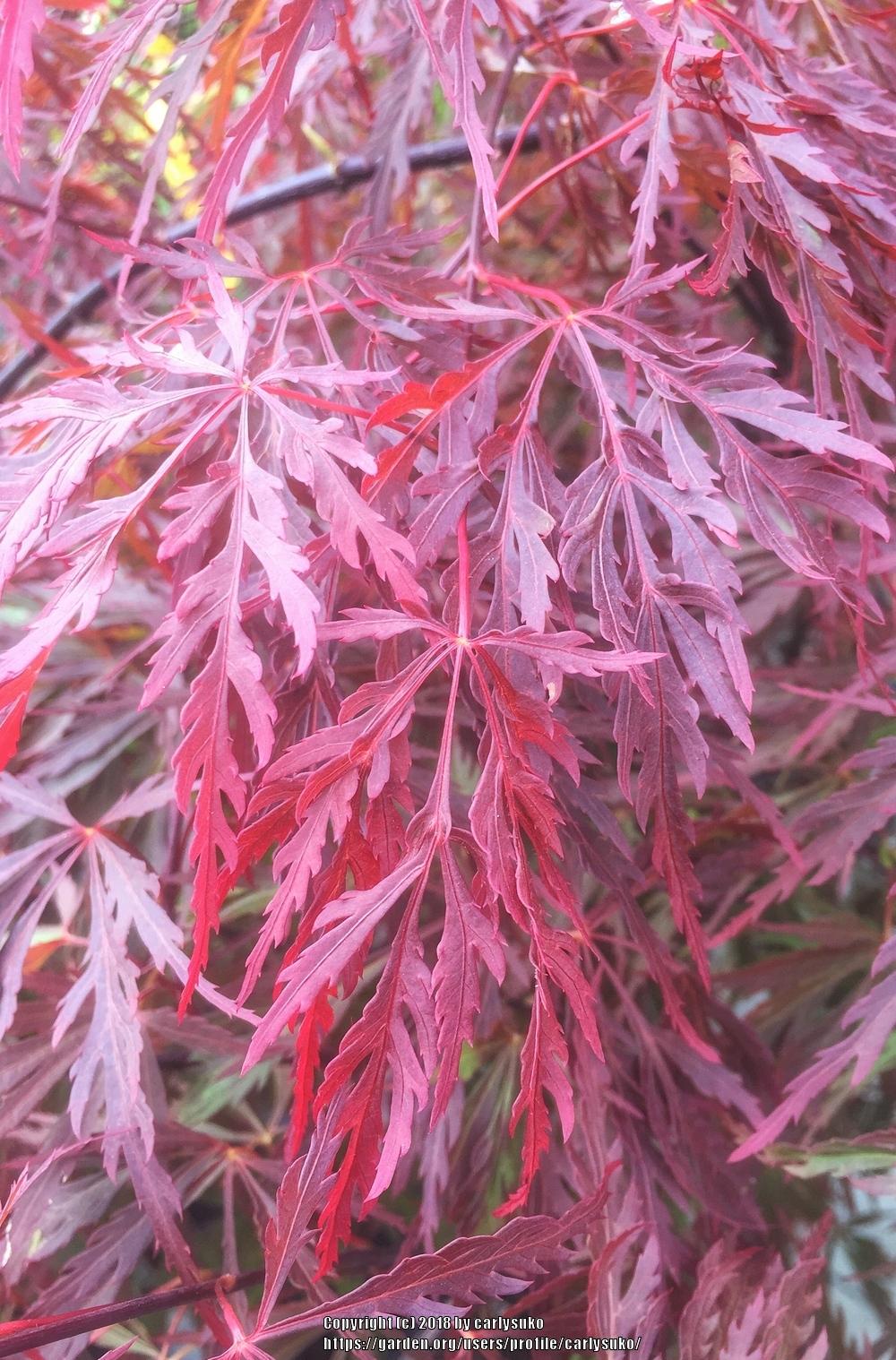 Photo of Cutleaf Japanese Maple (Acer palmatum 'Red Dragon') uploaded by carlysuko