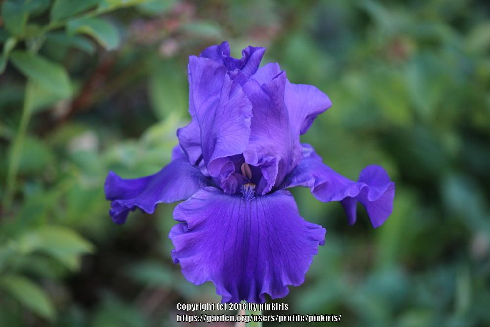 Photo of Tall Bearded Iris (Iris 'Navy Blues') uploaded by pinkiris