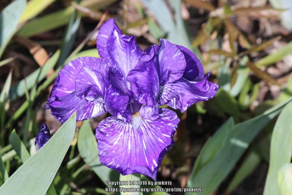 Photo of Border Bearded Iris (Iris 'Batik') uploaded by pinkiris