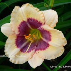 Location: Private Daylily Garden, MI
Date: 2011-06-12
Used with permission KMP (Phaltyme)