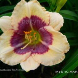 Location: Private Daylily Garden, MI
Date: 2011-06-12
Used with permission KMP (Phaltyme)