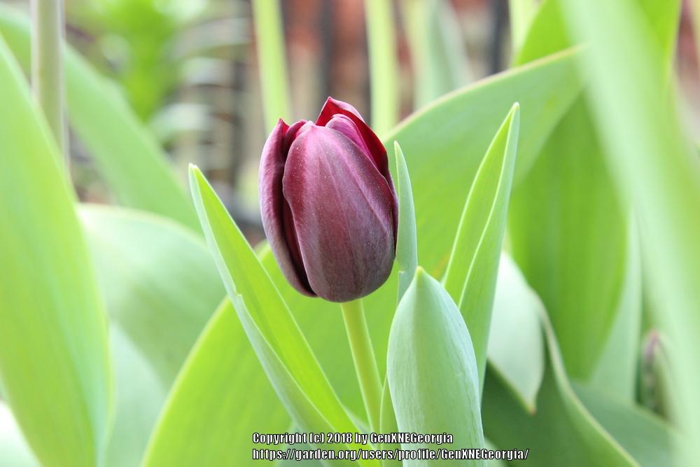 Photo of Single Late Tulip (Tulipa 'Queen of Night') uploaded by GenXNEGeorgia