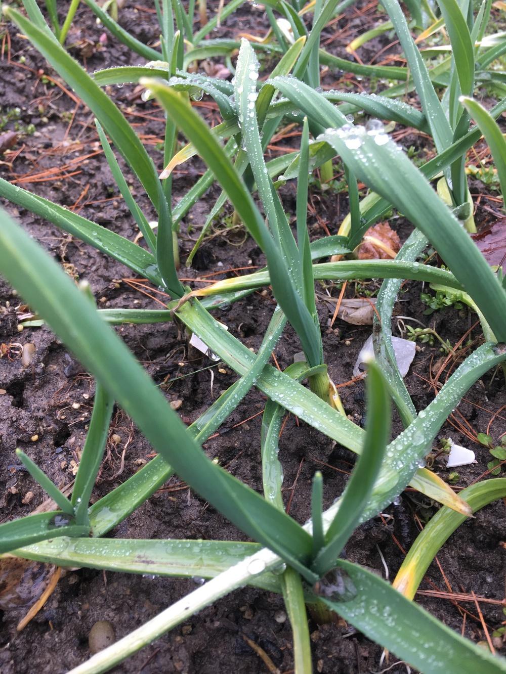 Photo of Garlic (Allium sativum 'Music') uploaded by Lucichar