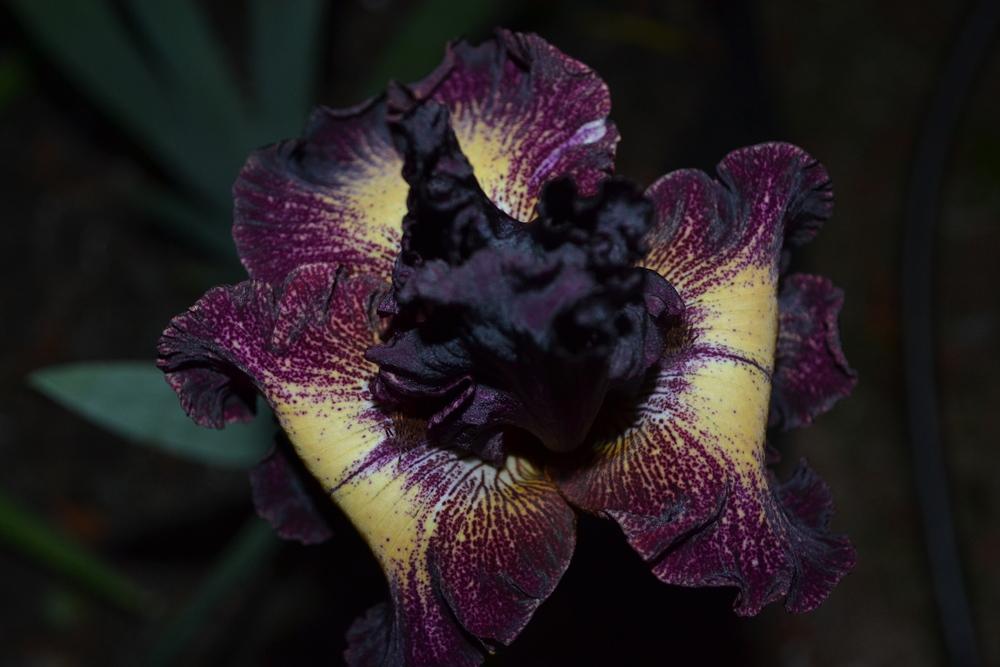 Photo of Tall Bearded Iris (Iris 'Epicenter') uploaded by aikenforflowers