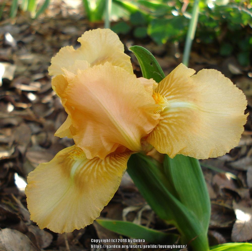 Photo of Standard Dwarf Bearded Iris (Iris 'Patacake') uploaded by lovemyhouse