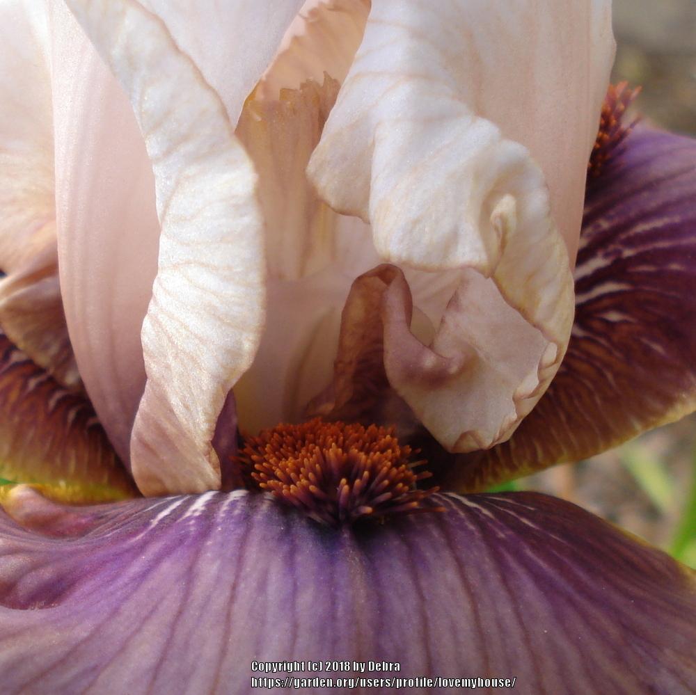 Photo of Tall Bearded Iris (Iris 'Have a Goodun') uploaded by lovemyhouse