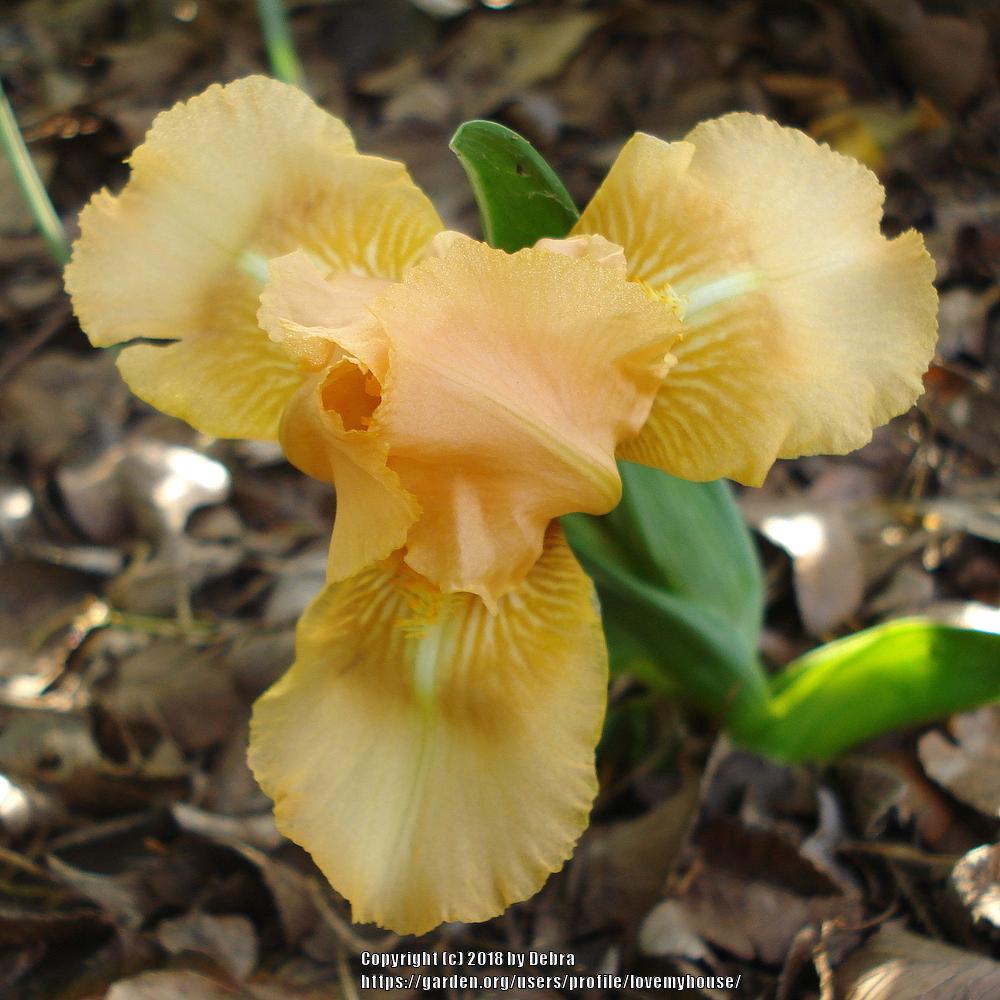 Photo of Standard Dwarf Bearded Iris (Iris 'Patacake') uploaded by lovemyhouse
