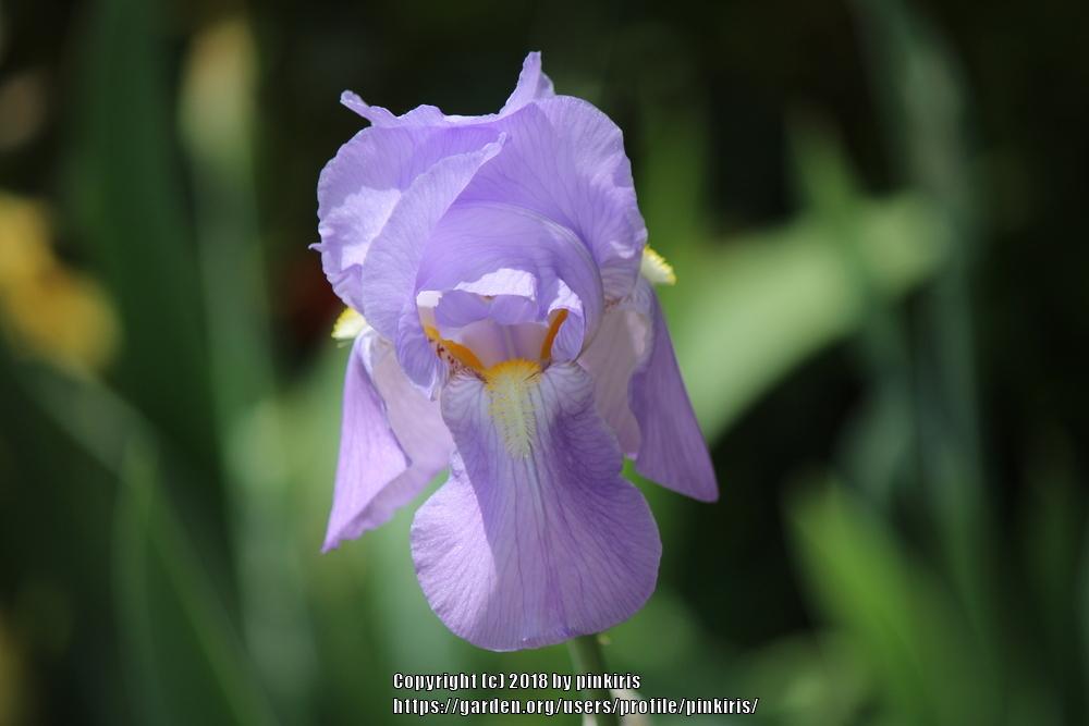 Photo of Species Iris (Iris pallida) uploaded by pinkiris