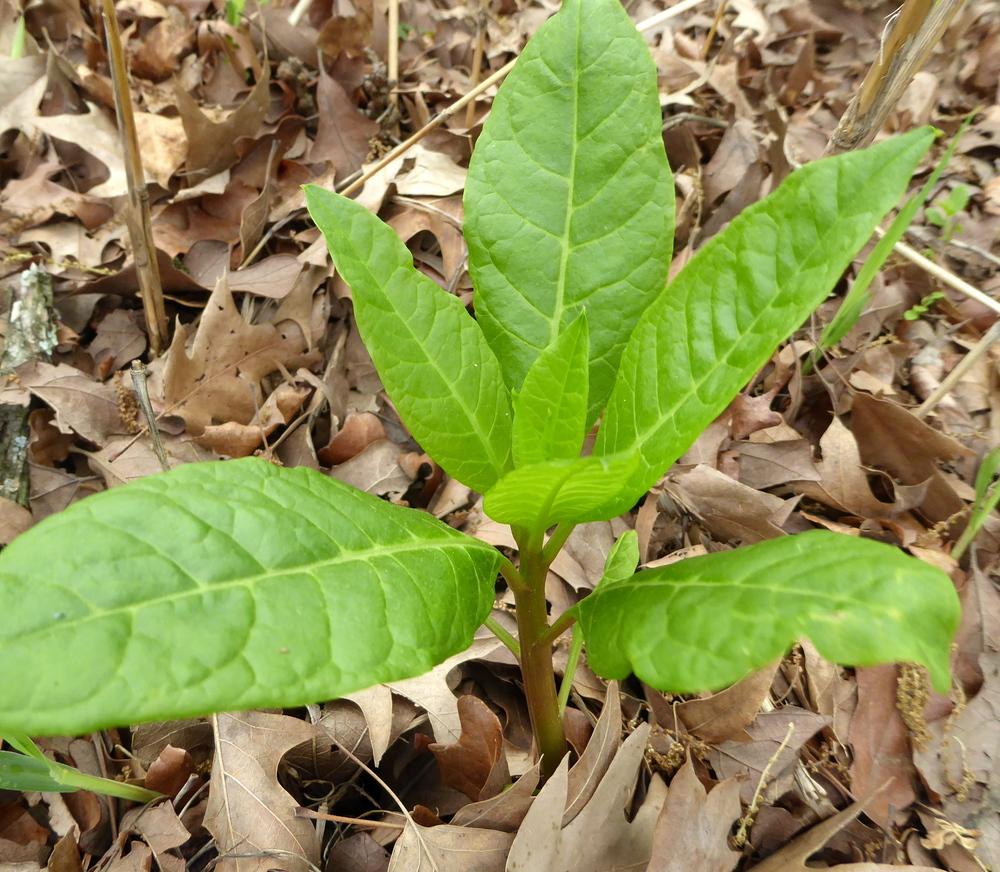 Photo of Pokeweed (Phytolacca americana) uploaded by wildflowers