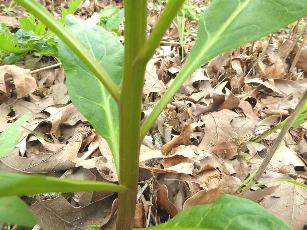 Photo of Pokeweed (Phytolacca americana) uploaded by wildflowers