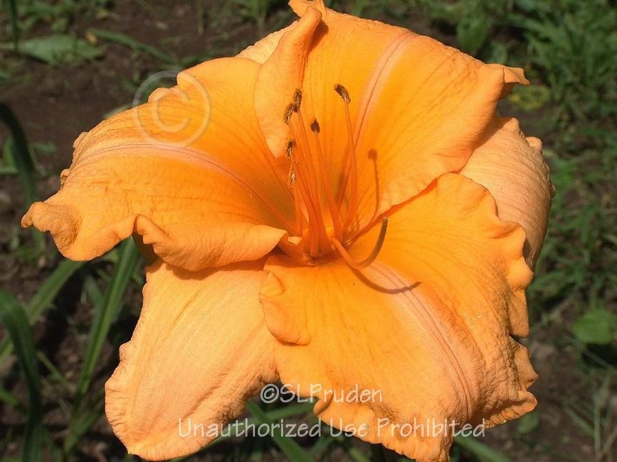 Photo of Daylily (Hemerocallis 'Orange Velvet') uploaded by DaylilySLP