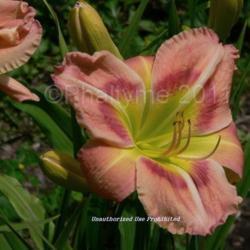 Location: Private Daylily Garden, MI
Date: 2006-07-29
Used with permission KMP (Phaltyme)